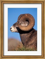 Bighorn Sheep wildlife, Jasper National Park, Alberta Fine Art Print