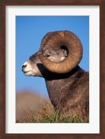 Bighorn Sheep wildlife, Jasper National Park, Alberta Fine Art Print