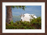 Alberta, Jasper National Park, Mountain Goat wildlife Fine Art Print