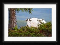 Alberta, Jasper National Park, Mountain Goat wildlife Fine Art Print