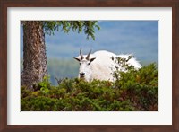 Alberta, Jasper National Park, Mountain Goat wildlife Fine Art Print