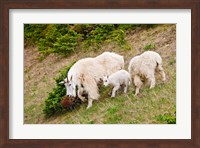 Alberta, Jasper NP, Mountain Goat wildlife Fine Art Print