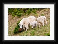 Alberta, Jasper NP, Mountain Goat wildlife Fine Art Print