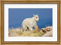 Mountain Goat, Rocky Mountains, Colorado Fine Art Print