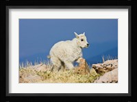 Mountain Goat, Rocky Mountains, Colorado Fine Art Print