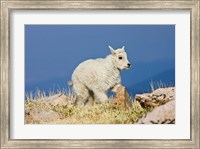 Mountain Goat, Rocky Mountains, Colorado Fine Art Print