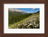 Oxeye daisy flowers, Kananaskis Range, Alberta Fine Art Print