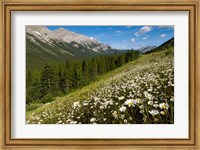 Oxeye daisy flowers, Kananaskis Range, Alberta Fine Art Print