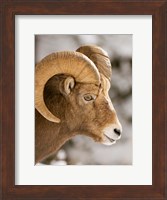 Bighorn sheep, Maligne Canyon, Jasper NP, Alberta Fine Art Print