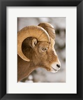 Bighorn sheep, Maligne Canyon, Jasper NP, Alberta Fine Art Print