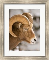 Bighorn sheep, Maligne Canyon, Jasper NP, Alberta Fine Art Print
