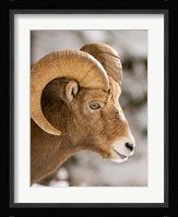 Bighorn sheep, Maligne Canyon, Jasper NP, Alberta Fine Art Print
