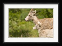 Bighorn sheep wildlife, Peter Lougheed Park, Alberta Fine Art Print