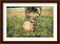 Grazing mule deer buck, Waterton Lakes NP, Canada Fine Art Print