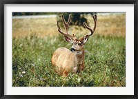 Grazing mule deer buck, Waterton Lakes NP, Canada Fine Art Print