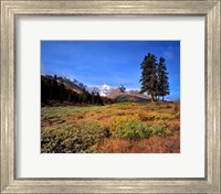 Landscape with Mt Saskatchewan, Banff NP, Alberta Fine Art Print