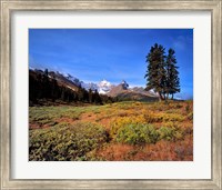 Landscape with Mt Saskatchewan, Banff NP, Alberta Fine Art Print