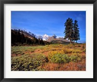 Landscape with Mt Saskatchewan, Banff NP, Alberta Fine Art Print