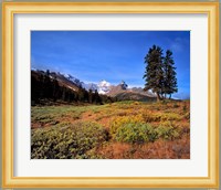 Landscape with Mt Saskatchewan, Banff NP, Alberta Fine Art Print