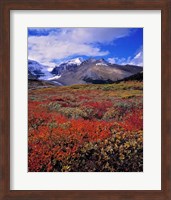 Alberta, Columbia Icefields, Huckleberry meadows Fine Art Print