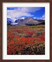 Alberta, Columbia Icefields, Huckleberry meadows Fine Art Print