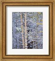 Alberta, Peter Lougheed PP Aspen trees in snow Fine Art Print