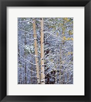 Alberta, Peter Lougheed PP Aspen trees in snow Fine Art Print
