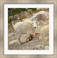 Alberta, Banff NP, Rocky Mountain goat Fine Art Print
