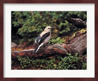 Clark's Nutcrackers bird in Banff NP, Alberta Fine Art Print