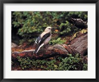 Clark's Nutcrackers bird in Banff NP, Alberta Fine Art Print