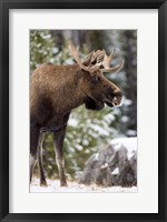 Alberta, Jasper National Park Bull Moose wildlife Fine Art Print