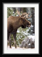 Alberta, Jasper National Park Bull Moose wildlife Fine Art Print