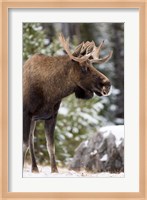 Alberta, Jasper National Park Bull Moose wildlife Fine Art Print
