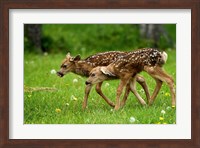 Canada, Alberta, Waterton Lakes NP, Mule deer fawns Fine Art Print