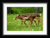 Canada, Alberta, Waterton Lakes NP, Mule deer fawns Fine Art Print