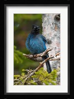 Canada, Alberta, Waterton Lakes NP, Stellar's Jay Fine Art Print