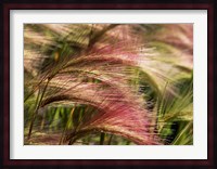 Foxtail barley, Banff NP, Alberta, Canada Fine Art Print