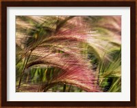 Foxtail barley, Banff NP, Alberta, Canada Fine Art Print
