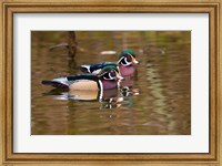 Wood ducks, British Columbia, Canada Fine Art Print