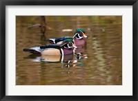 Wood ducks, British Columbia, Canada Fine Art Print