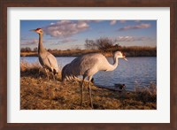 Sandhill cranes, Migratory Bird Sanctuary, British Columbia, Canada Fine Art Print