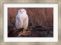 Snowy owl, British Columbia, Canada Fine Art Print