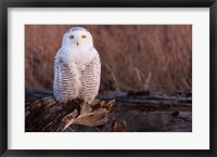 Snowy owl, British Columbia, Canada Fine Art Print