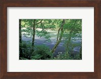 Trees and Ferns on Banks of Campbell River, Vancouver Island, British Columbia Fine Art Print