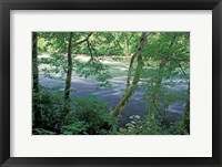 Trees and Ferns on Banks of Campbell River, Vancouver Island, British Columbia Fine Art Print