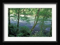 Trees and Ferns on Banks of Campbell River, Vancouver Island, British Columbia Fine Art Print