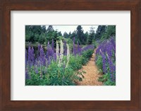 Lupines by a Pond, Kitty Coleman Woodland Gardens, Comox Valley, Vancouver Island, British Columbia Fine Art Print
