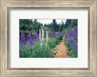 Lupines by a Pond, Kitty Coleman Woodland Gardens, Comox Valley, Vancouver Island, British Columbia Fine Art Print