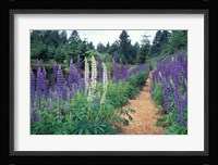 Lupines by a Pond, Kitty Coleman Woodland Gardens, Comox Valley, Vancouver Island, British Columbia Fine Art Print