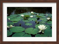 White Water-Lily in Bloom, Kitty Coleman Woodland Gardens, Comox Valley, Vancouver Island, British Columbia Fine Art Print
